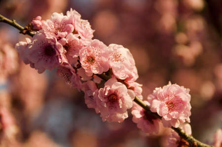 cherry blossomの写真素材