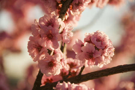 cherry blossomの写真素材
