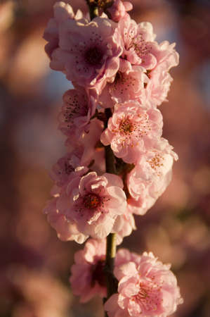 cherry blossomの写真素材