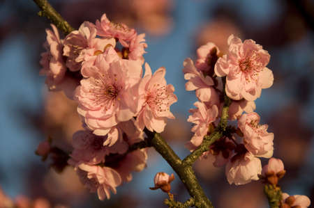 cherry blossomの写真素材
