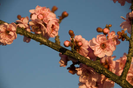 cherry blossomの写真素材