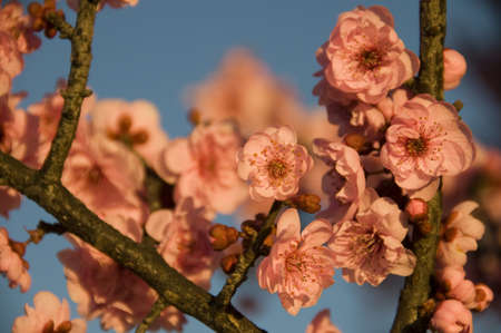 cherry blossomの写真素材