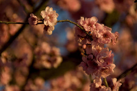 cherry blossomの写真素材