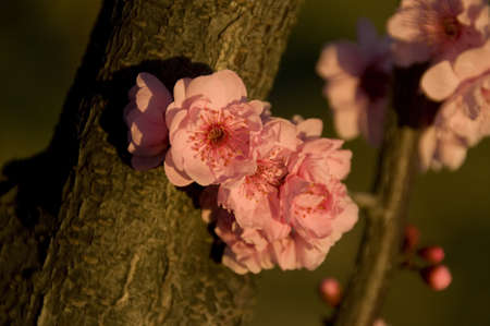 cherry blossomの写真素材
