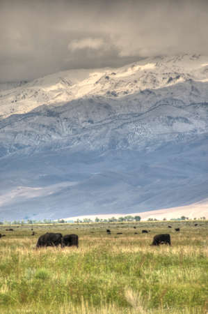 cows grazing in the fieldの写真素材