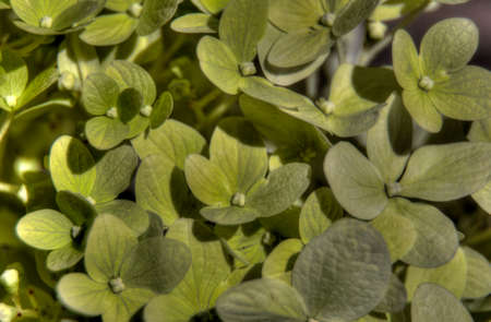 hydrangeaの写真素材