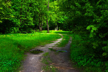 the road in the park after the rainの写真素材