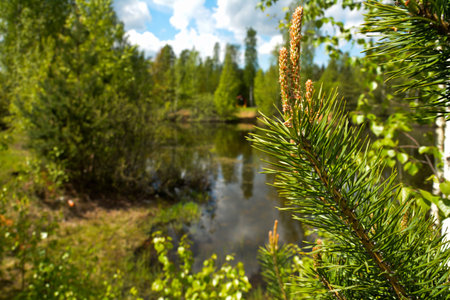 young pine branches on the shore of the pondの写真素材