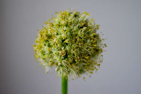 Onion flower with seeds, on the stemの写真素材