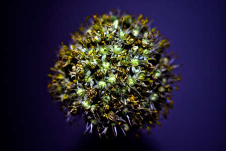 flower with onion seeds, contrast photoの写真素材