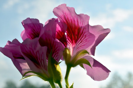 geranium flower on the windowsill