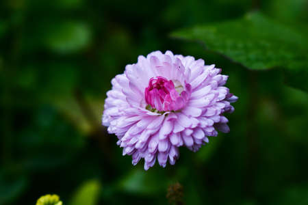 Magarite on a flower bed after rainの写真素材