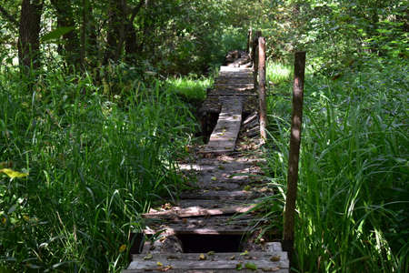 old, broken bridge over the swampの写真素材