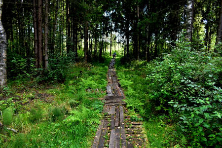 forest path covered with plank deckingの写真素材