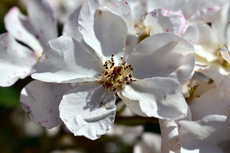 white flower on rose hipsの写真素材