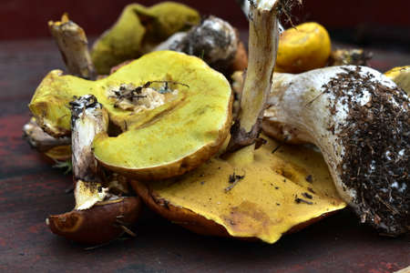 a bunch of mushrooms on the tableの写真素材