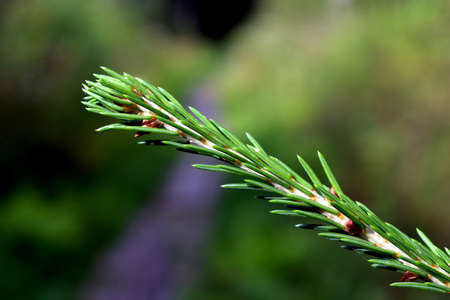 spruce branch on a green backgroundの写真素材