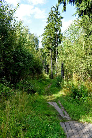 forest path covered with plank deckingの写真素材