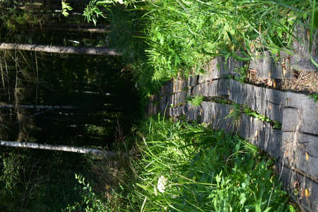 forest path covered with plank deckingの写真素材