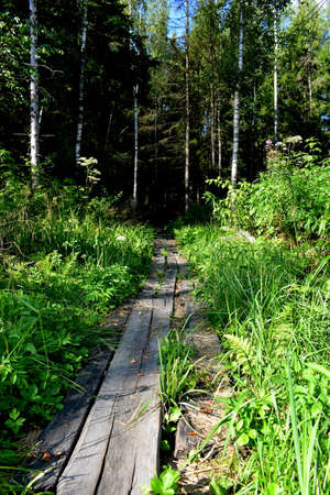 forest path covered with plankの写真素材