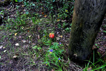 fly agaric grew by the pillarの写真素材