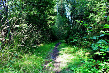 path in the summer forestの写真素材