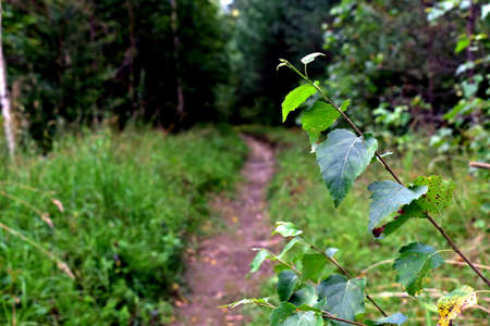 fire ditch at the edge of the forestの写真素材