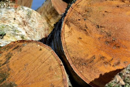 birch sawn for firewood in the village