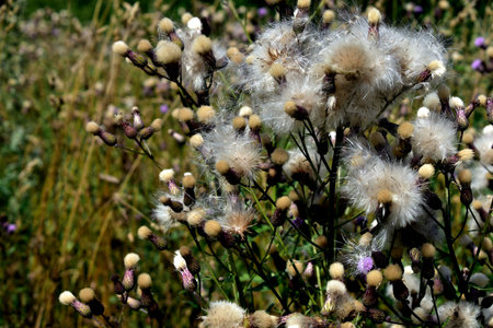 bristly thistle, fluff in August
