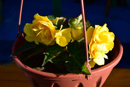 yellow begonia in a pot in the bright sunの写真素材