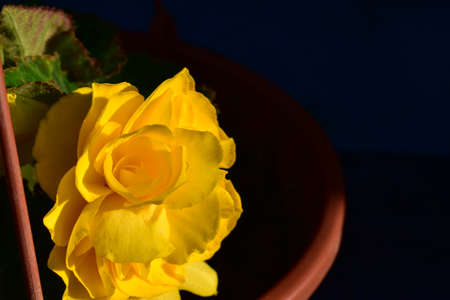 yellow begonia in a pot in the bright sunの写真素材
