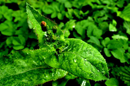 drops after rain on the leaves of burdockの写真素材