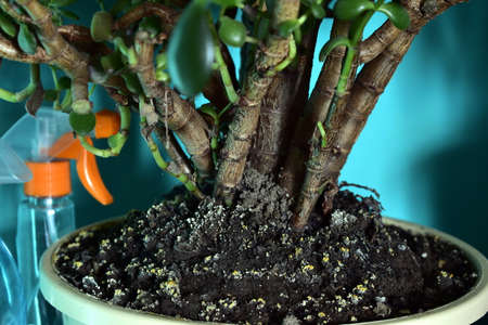 a lot of soil in a pot with a plantの写真素材
