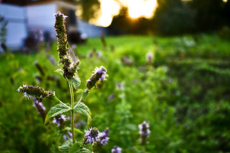 mint flower in the garden at sunsetの写真素材