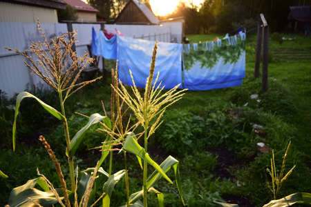 corn at sunset on the background of drying linenの写真素材