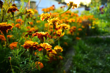 flowerbed with marigolds at sunsetの写真素材