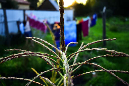 corn at sunset on the background of drying linenの写真素材