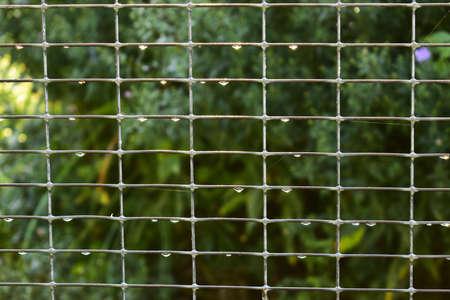 dew drops on a metal fenceの写真素材