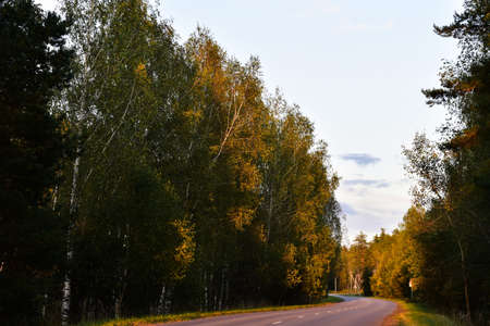 rays of the sun on the branches of trees along the highway in the eveningの写真素材