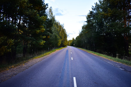 asphalt road through the forest