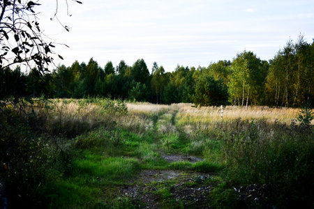tracks from cars in a forest meadow