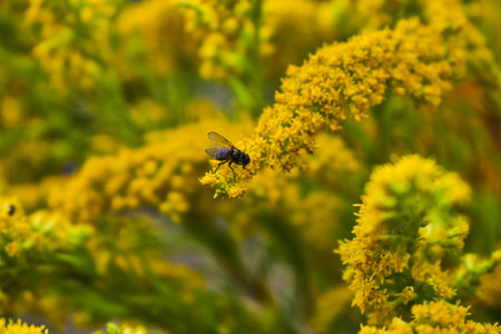 fly landed on a branch of goldenrod
