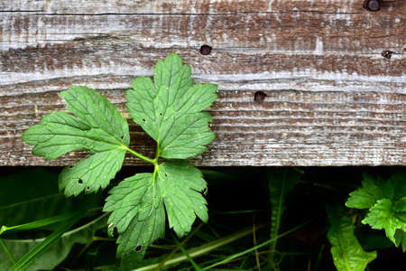 Ranunculaceae leaves and old boardの写真素材