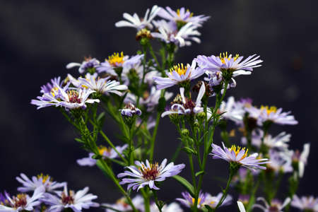 alpine aster in the gardenの写真素材