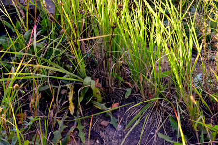 grass that began to turn yellow in autumn