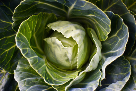 young cabbage leaves in the garden