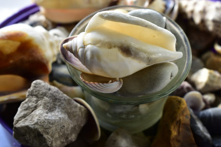 stones and shells in a box