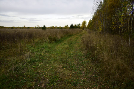 tracks from cars in an overgrown field