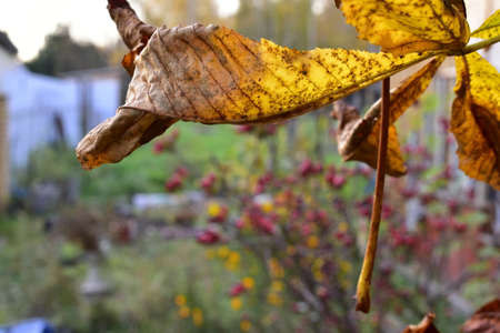 dry chestnut leaves in the gardenの写真素材