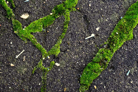 cracks in the asphalt overgrown with mossの写真素材